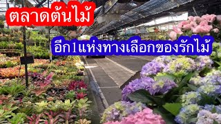 ตลาดต้นไม้อีกหนึ่งทางเลือกของคนรักต้นไม้ อ บางใหญ่ จ.นนทบุรี