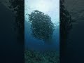 沖縄 粟国島・ギンガメトルネードとカマス祭り 今季12回目の粟国島遠征 scuba diving in aguni island okinawa japan