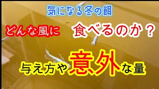 冬の餌を与えると意外な量でした！