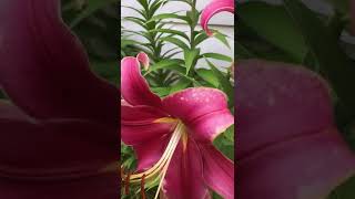 Purple lady lily tree and rising moon