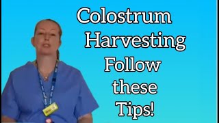 Colostrum harvesting