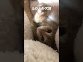 モフモフとモフモフ shorts 猫 cat 保護猫