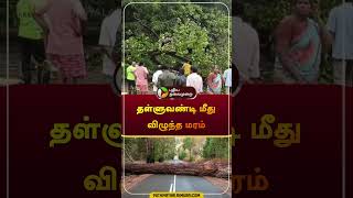 தள்ளுவண்டி மீது விழுந்த மரம் | #vellore | #tree | #shorts