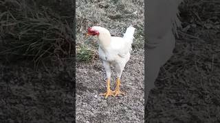 With kok kok kok #chicken #rooster #animals #hen #duck #viralvideo #reels #foryou #fy #shorts #fyp