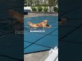 My Dog wants the Pool to be Open!