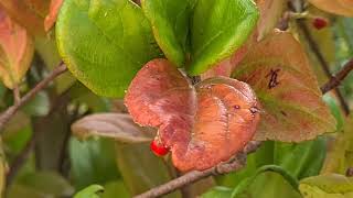 מורן קירח עם פירות אדומים Viburnum suspensum