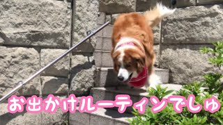 《お出かけルーティン》 グレートピレニーズ ピレバニ greatpyrenees