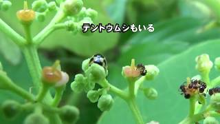 30秒の心象風景11005・群れる～ヤブカラシの花～