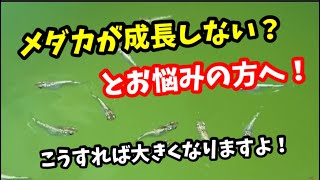 ミジンコの正しい与え方！この感覚で飼育が楽になります！【めだか】