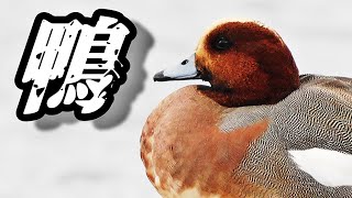 キョロキョロするヒドリガモのオス　Anas penelope male　（Eurasian Wigeon,緋鳥鴨）