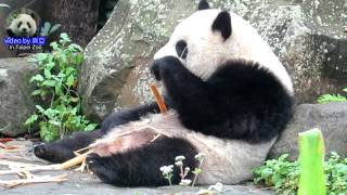 20150207圓仔享受美食 The Giant Panda Yuan Zai