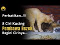 KUCINGNYA MALAIKAT MIKAIL !! 8 Ciri Kucing Pembawa Hoki & Rezeki, Beruntung Sekali Jika Menemukannya