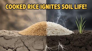 Raw vs  Cooked Rice: Which Rice Form Feeds Soil Microbes in DAYS (Not Months!)