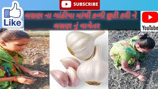 લસણ નું વાવેતર | लहसून की खेती |Garlic Farming|Lasan|Lahsun #farming #gardening #kheti #agriculture