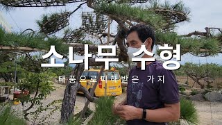 소나무 수형 만들기(태풍으로 가지가ㅠ)