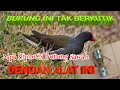 mp3 suara hipnotis burung sawah super jernih dan keras.