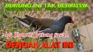 Mp3 Suara Hipnotis Burung sawah, super jernih dan keras.