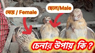 কোয়েল পাখি ছেলে - মেয়ে চেনার উপায়  ​⁠Quail bird is a way to Male or Female | Mostakim Agro