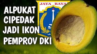 ALPUKAT CIPEDAK JADI IKON PEMPROV DKI !! Eps. 42