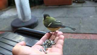 Parus major - Kohlmeise auf der Hand 2