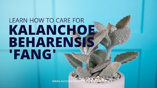 Kalanchoe beharensis 'Fang' will be your new favorite succulent!