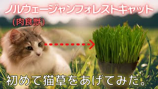 初めて猫草を見た猫の反応がこちら。【ノルウェージャンフォレストキャット】