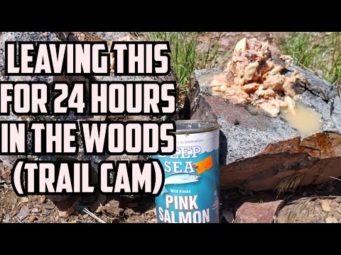 Leaving Food In The Woods For 24 Hours Trail Cam Youtube