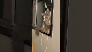 遊んでいるのに楽しくなさそうなもこちゃん #サイベリアン #もこちゃん #子猫 #猫 #猫動画