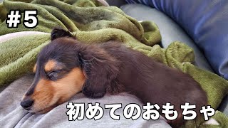 #5 初めてのおもちゃ【カニヘンダックス】【子犬】