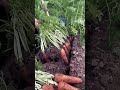 Carrots pulling process-goodtools to share