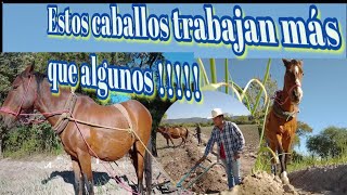 caballos jalando la cultivadora.🐴🤠