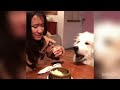 greatpyrenees 大型犬 グレートピレニーズりんご食べるとkiss魔になる