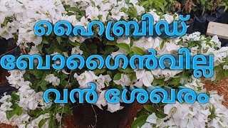 HUGE COLLECTION OF HYBRID BOUGAINVILLE PLANTS, ഹൈബ്രിഡ് ബോഗൈൻവില്ല പ്ലാന്റുകളുടെ വൻ ശേഖരം