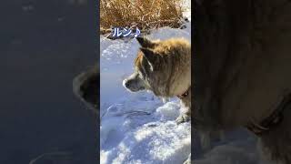 やっぱり何かいる？毎朝同じ場所をクン活する犬のムーちゃん