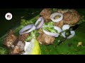 pork recipe assamese traditional recipe চুঙাত দিয়া গাহৰি মাংস pork in bamboo tubes