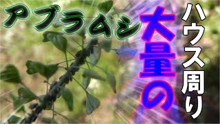 両ハウスに持ち込んだら大変!!本日も頑張りましょう!!／きゅうり農家／きゅうり栽培／愉快なshata農園