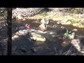 mitta mitta river pinball rapid fail