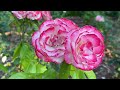 the 1900’s parisian inspired rose garden hiding in portland oregon peninsula park