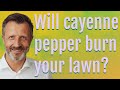 Will cayenne pepper burn your lawn?