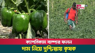 ক্যাপসিকাম বাম্পার ফলন, দাম নিয়ে দুশ্চিন্তায় কৃষক | Bhola News | Capsicum Cultivation | Gtv News