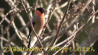 ウソ(Bullfinch)Ⅱ