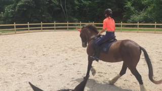 Roxy Dressage