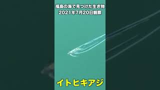 2021年、福島の海で初めて見た生き物その１