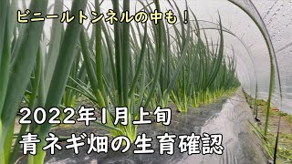 JGAP 農業 野菜 静岡県 農家 青ネギ栽培 2022年1月上旬 畑の様子 ビニールトンネル