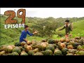 ILOCANO VLOG | HARVESTING PUMPKINS WITH FAMILY | Life in the Countryside | Episode 29