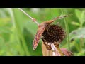 2023 06 24 ribniki v dolini drage lepidoptera melitaea athalia navadni pisanČek