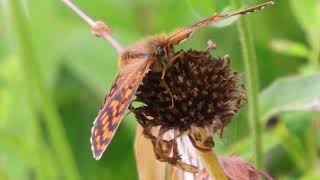 2023-06-24 RIBNIKI V DOLINI DRAGE LEPIDOPTERA Melitaea athalia NAVADNI PISANČEK