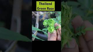 Thaliand green rose ఎప్పుడూ ఎక్కడా చూసి ఉండము ఈ రకం గులాబీని