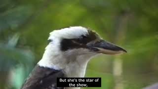 Hand Feeding Wild Birds in Queensland