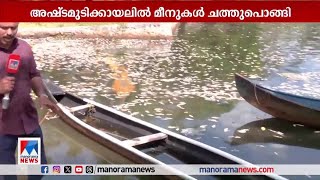 കൊല്ലത്ത് അഷ്ടമുടിക്കായലില്‍ മീനുകള്‍ ചത്തുപൊങ്ങി ​| Ashtamudi lake | Fish